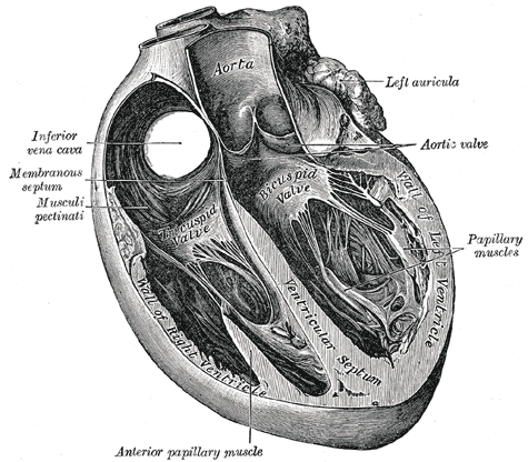  cusps of the bicuspid valve. 47. FIG. 498– Section of the heart showing 